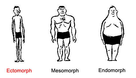 body-type-chart-ectomorph